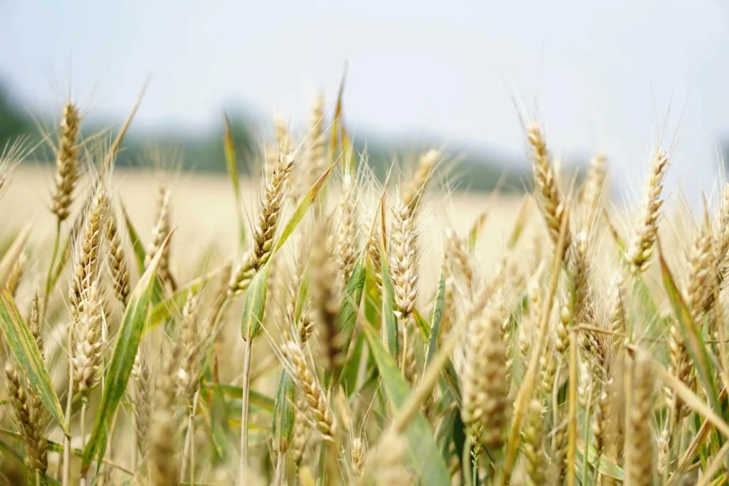 Forms of Sustainable Investments